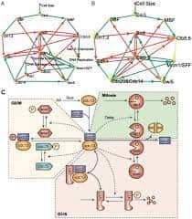 Navigating the Landscape of Large-Scale Networks: Challenges and Solutions